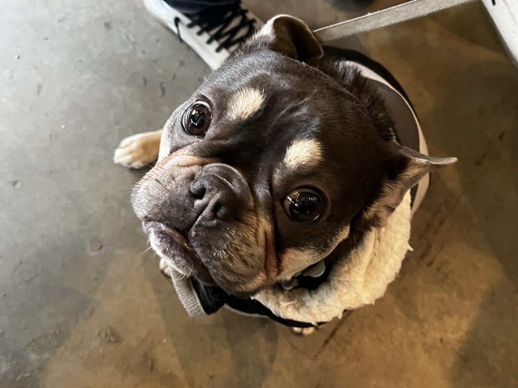 Cute brown dog with yellowish eyebrows wearing a winter coat.