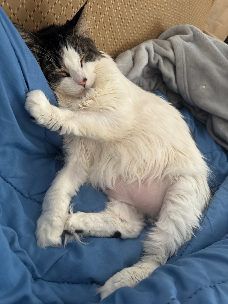 Photo of a large white and black cat sleeping with her belly hanging out